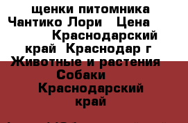 щенки питомника Чантико Лори › Цена ­ 25 000 - Краснодарский край, Краснодар г. Животные и растения » Собаки   . Краснодарский край